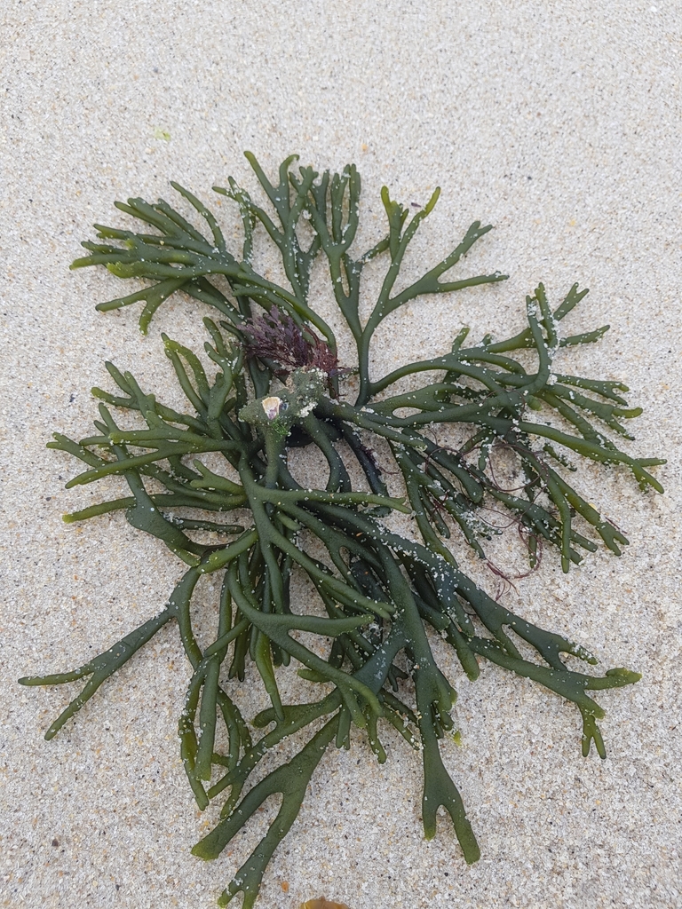 Photo of Velvet Horn (Codium tomentosum)