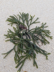 Codium tomentosum