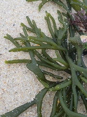 Codium tomentosum