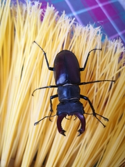 Lucanus cervus