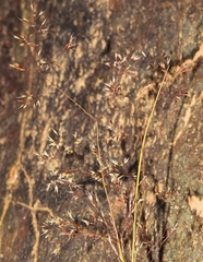 Agrostis nevadensis