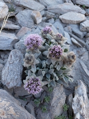 Saussurea gnaphalodes