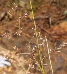 Agrostis nevadensis