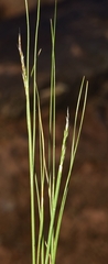 Agrostis nevadensis