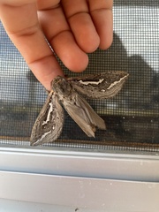 Abantiades argentata
