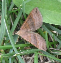 Hypena proboscidalis