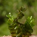 Square-leaved Crestwort - Photo (c) BerndH, some rights reserved (CC BY-SA)