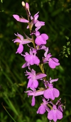 Dactylorhiza elata