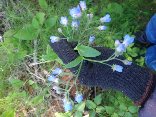 siberian bluebells (Mertensia sibirica)