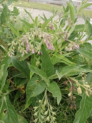 Symphytum officinale