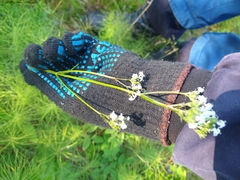 Valeriana transjenisensis