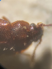 Acrulia inflata