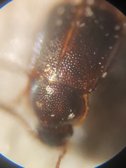 Acrulia inflata
