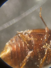 Acrulia inflata