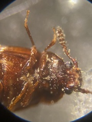 Acrulia inflata