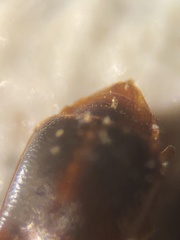 Acrulia inflata