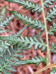 Pteridium esculentum esculentum