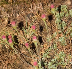 Jacobaea boissieri