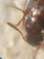 Acrulia inflata