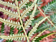 Pteridium esculentum esculentum