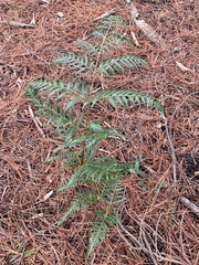 Pteridium esculentum esculentum