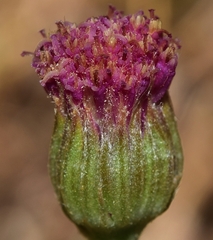 Jacobaea boissieri