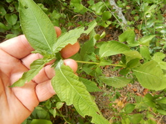Ruellia strepens