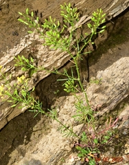Rorippa pyrenaica