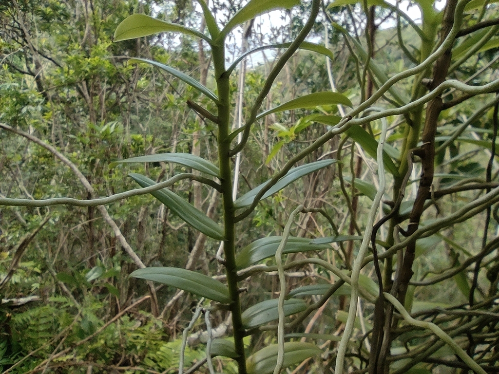 Cryptopus elatus