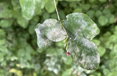 Erysiphe symphoricarpi