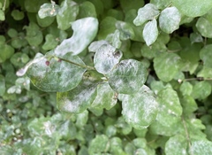 Erysiphe symphoricarpi