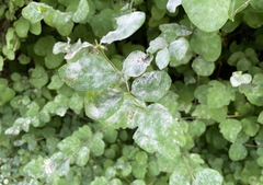 Erysiphe symphoricarpi