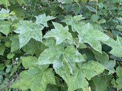 Podosphaera macularis