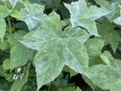 Podosphaera macularis