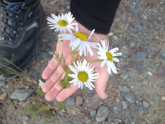 Tripleurospermum subpolare