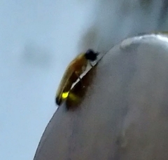 Abscondita