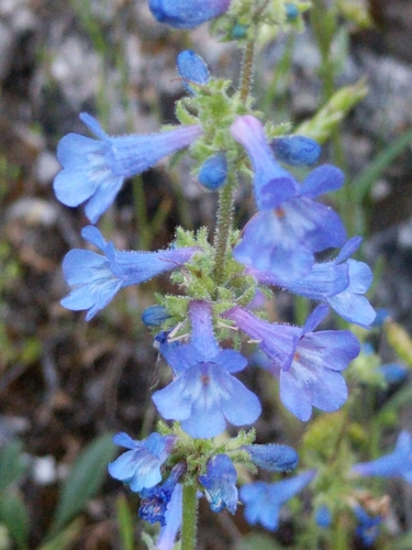 Penstemon humilis Nutt. ex A.Gray