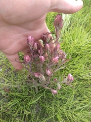 Castilleja rubra