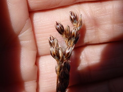 Juncus squarrosus