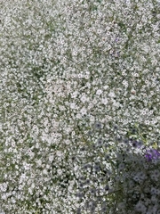Gypsophila paniculata