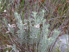 Indigofera hannariae