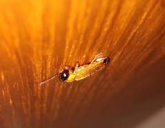 Abscondita