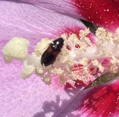 Divales bipustulatus