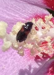 Divales bipustulatus