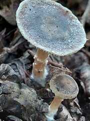 Spodocybe trulliformis