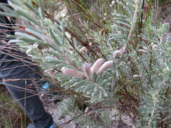 Indigofera hannariae