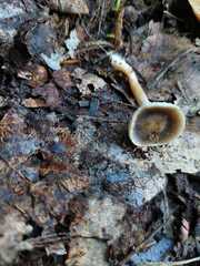 Spodocybe trulliformis