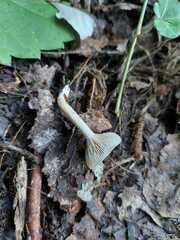 Spodocybe trulliformis