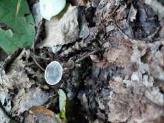 Spodocybe trulliformis