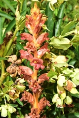 Orobanche haenseleri